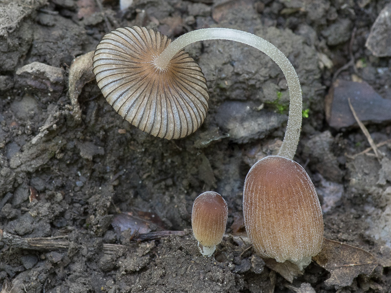 Coprinellus callinus